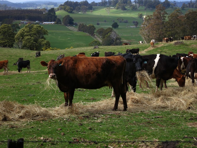 Bajo el proyecto de ley, solo los agricultores individuales podrán comprar terrenos agrícolas.  (Imagen: Cowirrie - Flickr/CC content)